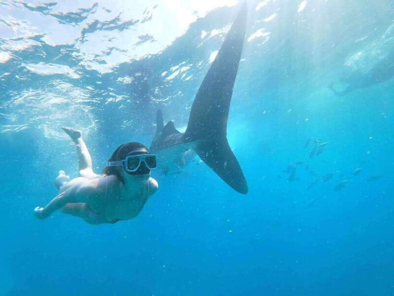 Oslob: Whale Sharks, Tumalog Falls & Sumilon Trio Adventure - Key Points