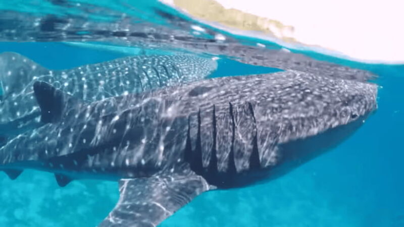 Oslob: Whale Sharks, Tumalog Falls & Sumilon Trio Adventure - Authentic Experiences and Authenticity