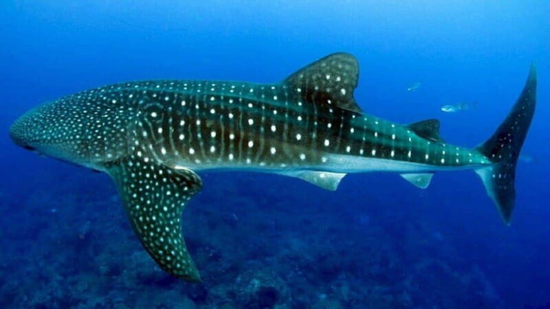 Oslob Whaleshark & Canyoneering Adventure - Key Points