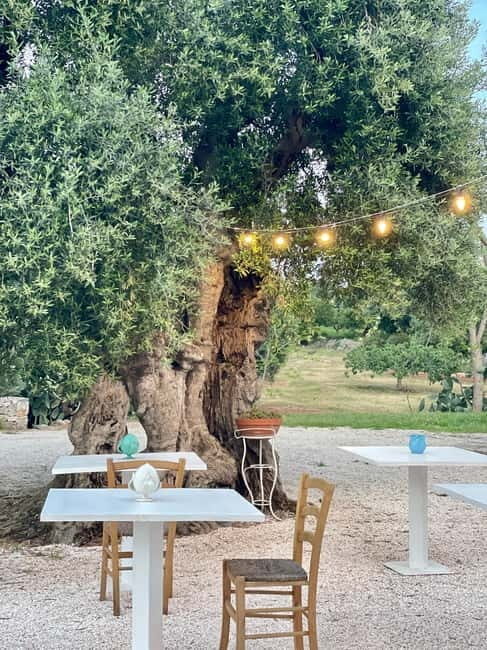 Ostuni: Farm tour among thousand-year-old olive trees with oil tasting - Key Points