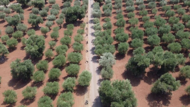 Ostuni: Olive Oil Tasting Tour - Key Points