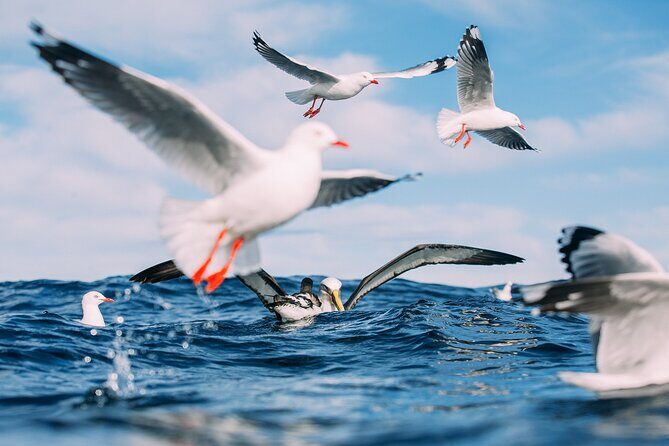 Otago Harbour Wildlife Cruise (Dunedin Shore Excursion) - Exploring the Otago Harbour Wildlife Cruise