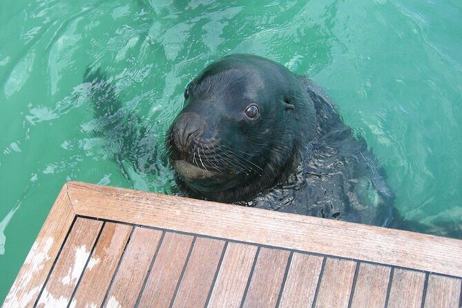 Otago Harbour Wildlife Cruise (Dunedin Shore Excursion) - Practical Tips for Travelers