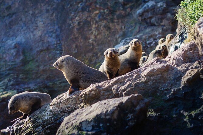 Otago Harbour Wildlife Cruise (Dunedin Shore Excursion) - Ideal Audience for This Tour