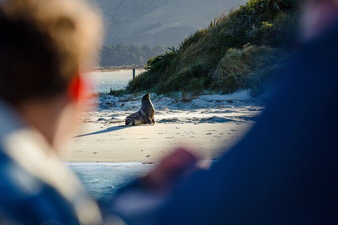 Otago Harbour Wildlife Cruise (Dunedin Shore Excursion) - The Sum Up
