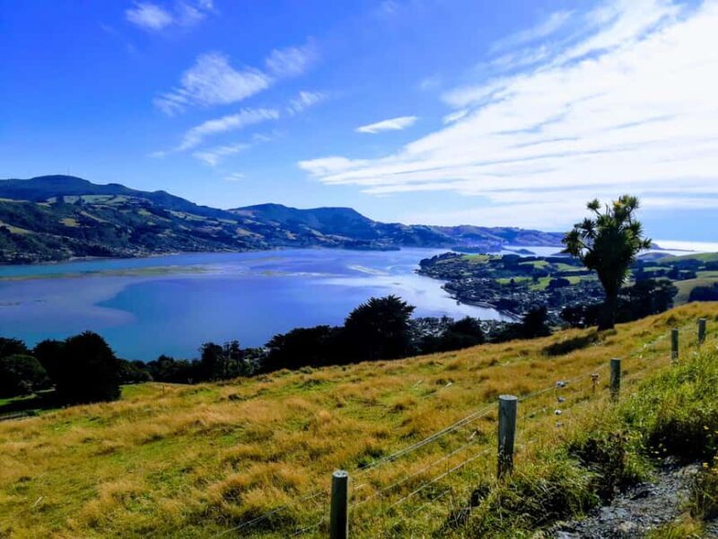 Otago Peninsula Scenery & Little Blue Penguin tour - Key Points