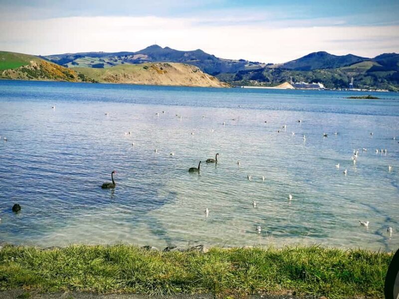 Otago Peninsula Scenery & Little Blue Penguin tour - Who Will Love This Tour?
