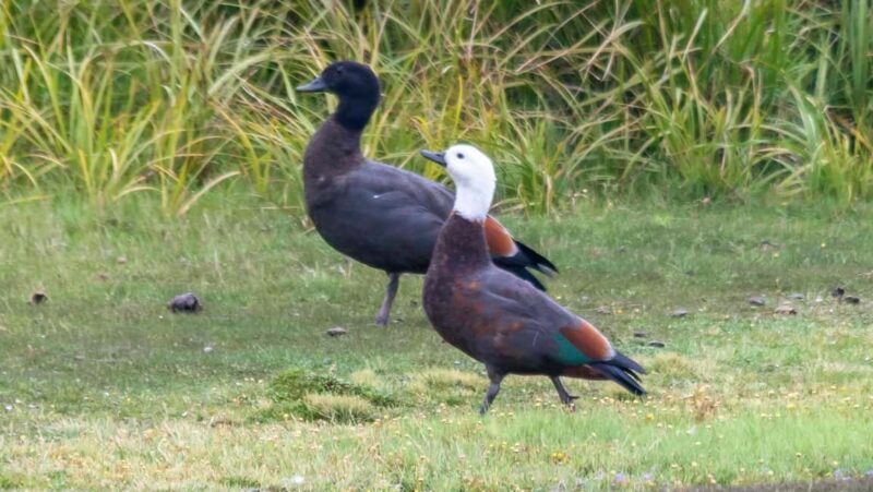 Otago Peninsula Scenery & Little Blue Penguin tour - Final Thoughts