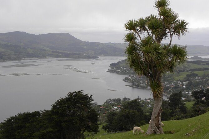 Otago Peninsula Tour and Larnach Castle City Sights (min 4 ) - Final Thoughts
