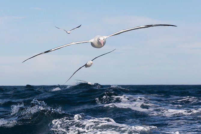Otago Peninsula Wildlife Cruise with Monarch - Otago Peninsula Wildlife Cruise with Monarch: A Close-Up with New Zealand’s Coastal Wildlife
