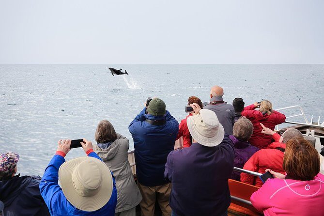 Otago Peninsula Wildlife Cruise with Monarch - Key Points