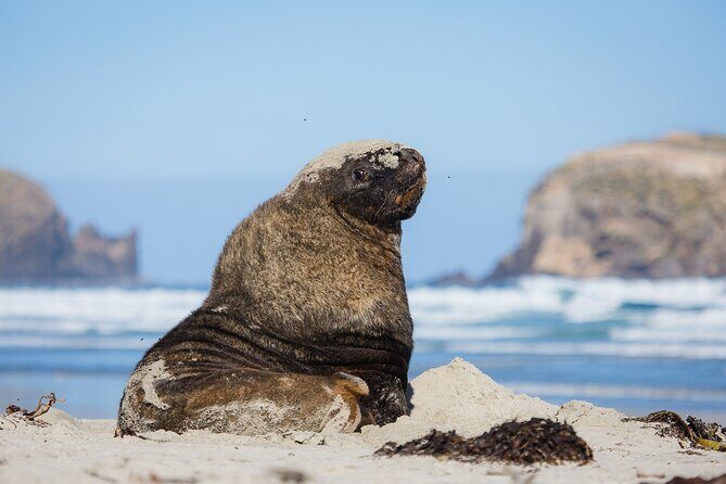Otago Peninsula Wildlife Tour & Cruise - An In-Depth Look at the Otago Peninsula Wildlife Tour & Cruise
