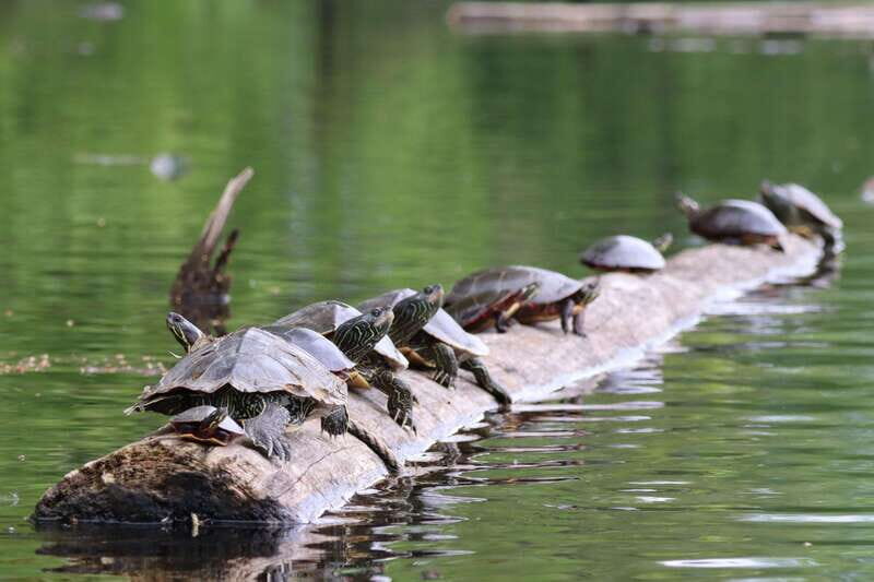 Ottawa: Ecological Reserve Kayak Tour with Turtle Sightings - Exploring the Ecological Reserve: What to Expect