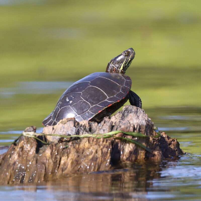 Ottawa: Ecological Reserve Kayak Tour with Turtle Sightings - Why This Tour Is a Great Choice