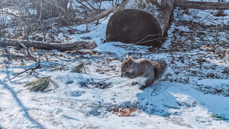 Ottawa: Guided Nature Walk & Wildlife Tour with Hotel Pickup - A Detailed Look at the Ottawa Wildlife Walk