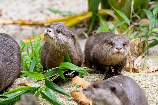 Otter Experience at Melbourne Zoo - excl. entry - A quick look at what this tour offers
