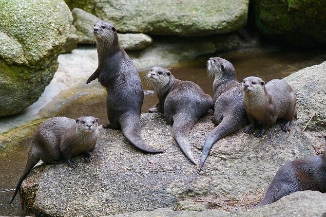 Otter Experience at Melbourne Zoo - excl. entry - Key Points