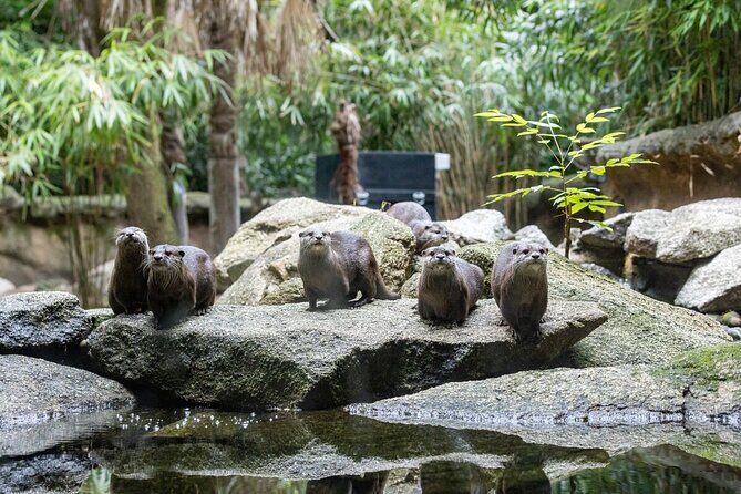 Otter Experience at Melbourne Zoo - excl. entry - The practicalities: what to keep in mind