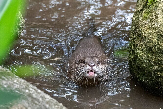 Otter Experience at Melbourne Zoo - excl. entry - Why this experience stands out