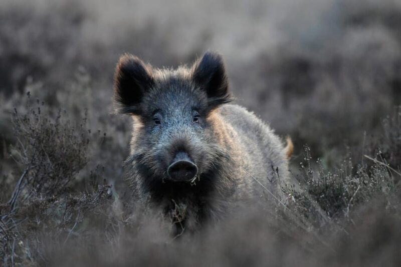 Otterlo: De Hoge Veluwe National Park Entry Ticket - Key Points
