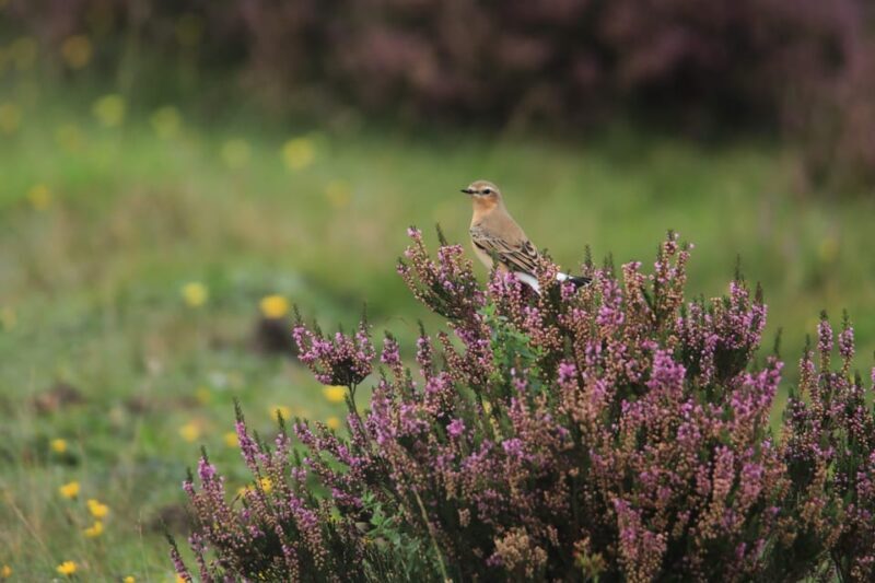 Otterlo: De Hoge Veluwe National Park Entry Ticket - Why It’s Good Value