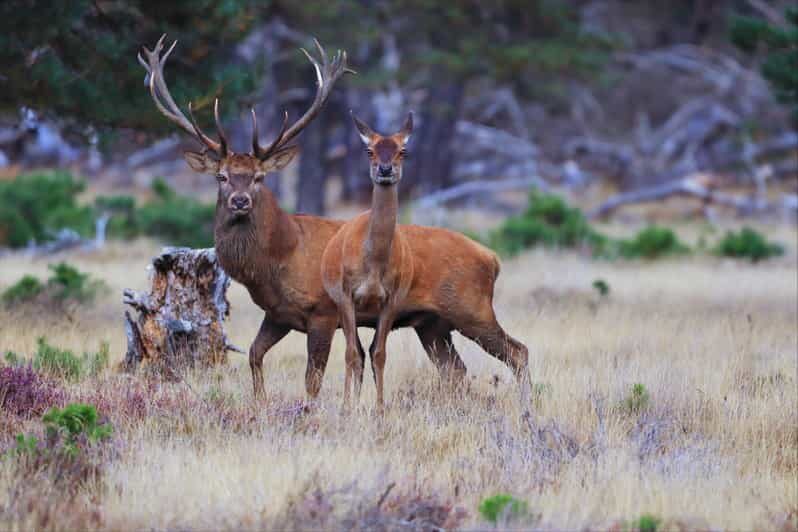 Otterlo: De Hoge Veluwe National Park Entry Ticket - FAQ