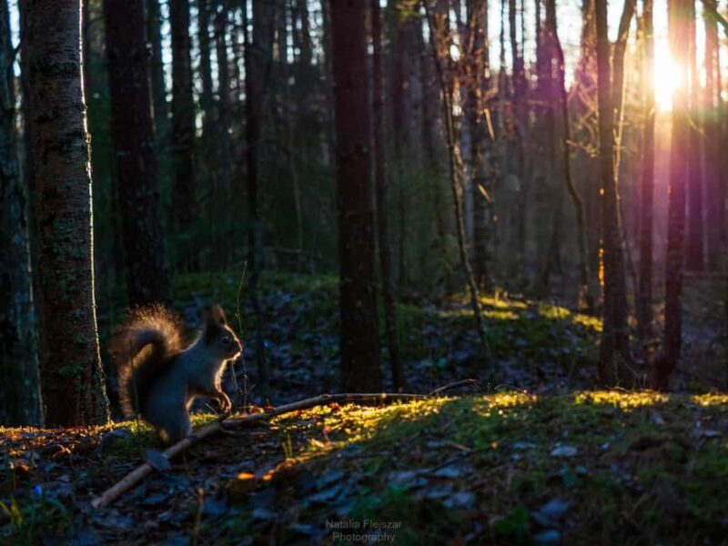 Oulu: Guided Fatbike Tour From Nallikari Around Hietasaari - Exploring the Oulu Fatbike Tour: A Detailed Look
