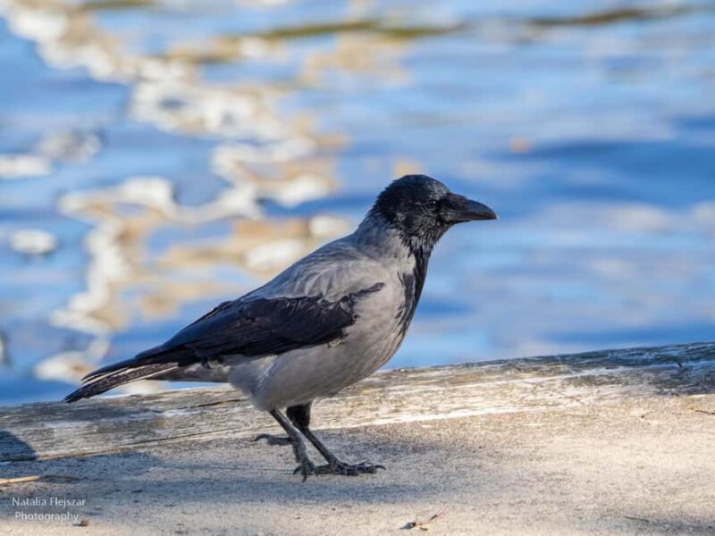 Oulu: Hietasaari Nature Tour with Local Guide - Exploring the Hietasaari Nature Tour: What You Can Expect