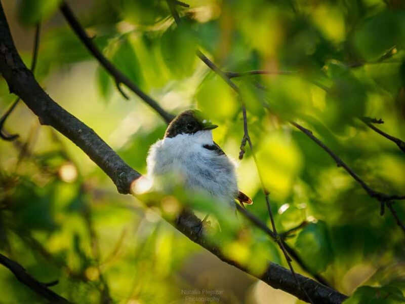 Oulu: Hietasaari Wildlife Hike with Nature Guide - Practical Details and What to Consider