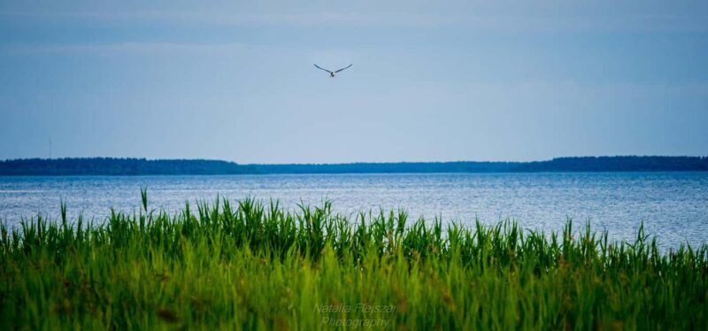 Oulu: Hietasaari Wildlife Hike with Nature Guide - The Sum Up