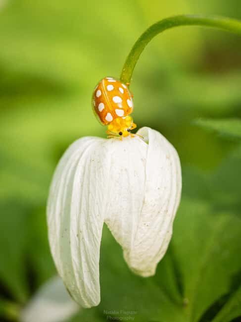 Oulu: Hietasaari Wildlife Hike with Nature Guide - FAQ