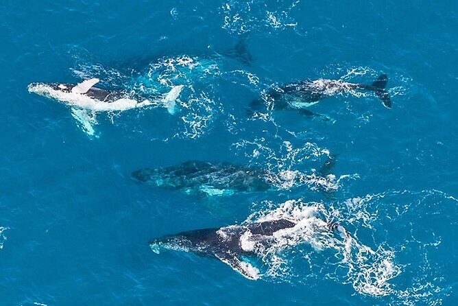 Outer Reef Odyssey - 40 minute Reef Scenic Flight - The Value Proposition