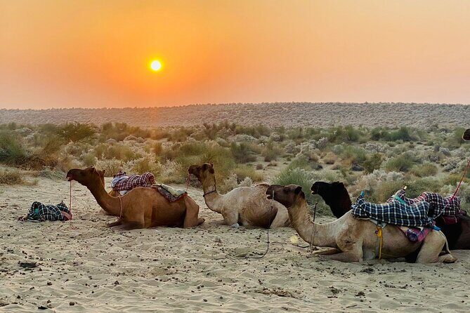 Over Nights Camel Safari Non Touristic 02:30PM - The Practicalities: What to Know Before Booking