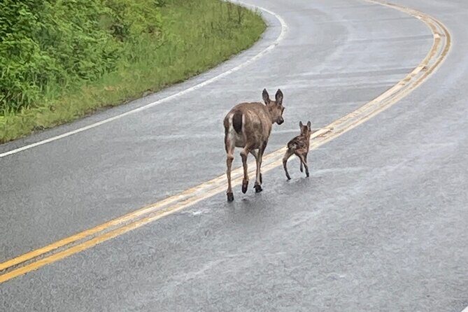 OVER THE TOP TOURS city highlights, wildlife and more! - FAQ