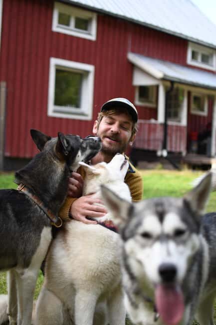 Överkalix - Lapland : Husky Cuddle and Fika Experience - Key Points