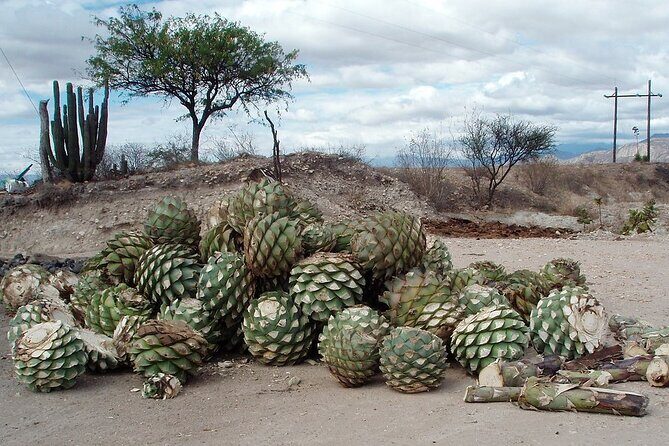 Overnight 2-Day Experience in Beautiful Oaxaca - Final Thoughts