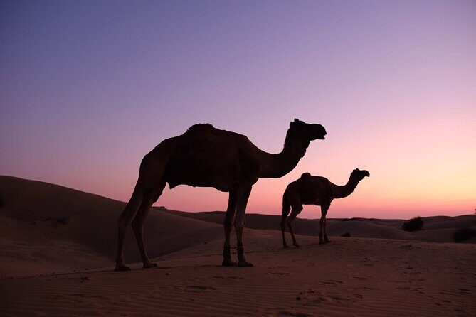 Overnight camel safari (non_touristic) - An In-Depth Look at the Safari Experience