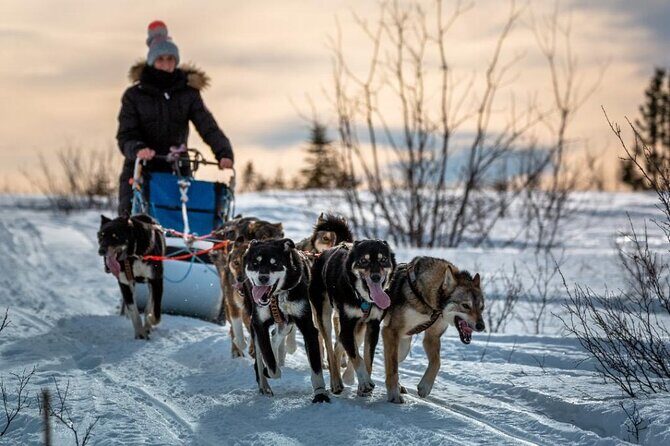 Overnight Dog Sledding Adventure - An In-Depth Look at the Overnight Dog Sledding Adventure in Fairbanks