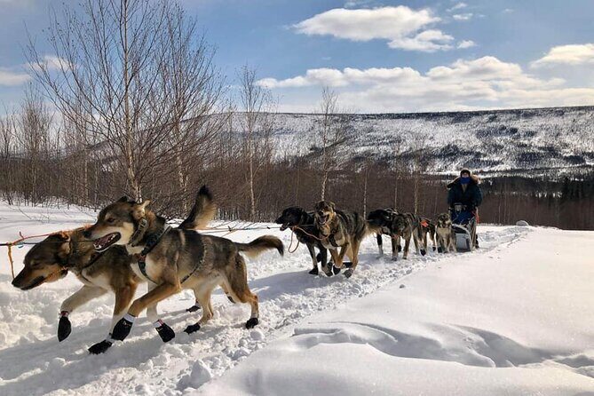 Overnight Dog Sledding Adventure - Final Thoughts: Is This Experience Right for You?