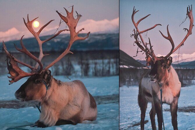 Overnight Stay with Reindeer Sledding & Feeding - Value and Practical Considerations