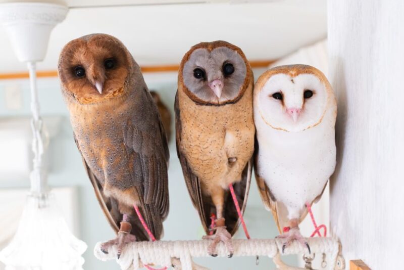Owl Cafe Tokyo Akiba Fukurou - Visiting Tokyo’s Owl Café: A Detailed Look