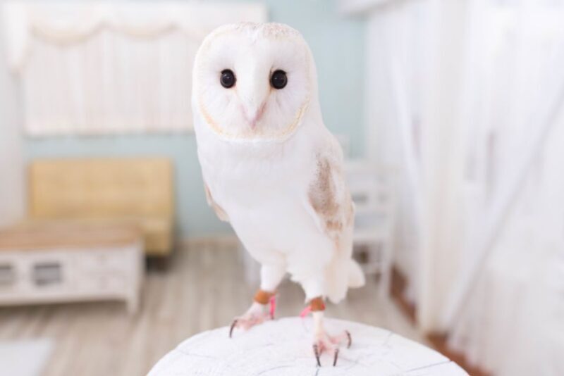 Owl Cafe Tokyo Akiba Fukurou - Final Thoughts: Is the Owl Café for You?