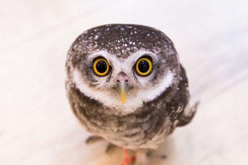 Owl Cafe Tokyo Akiba Fukurou - FAQ