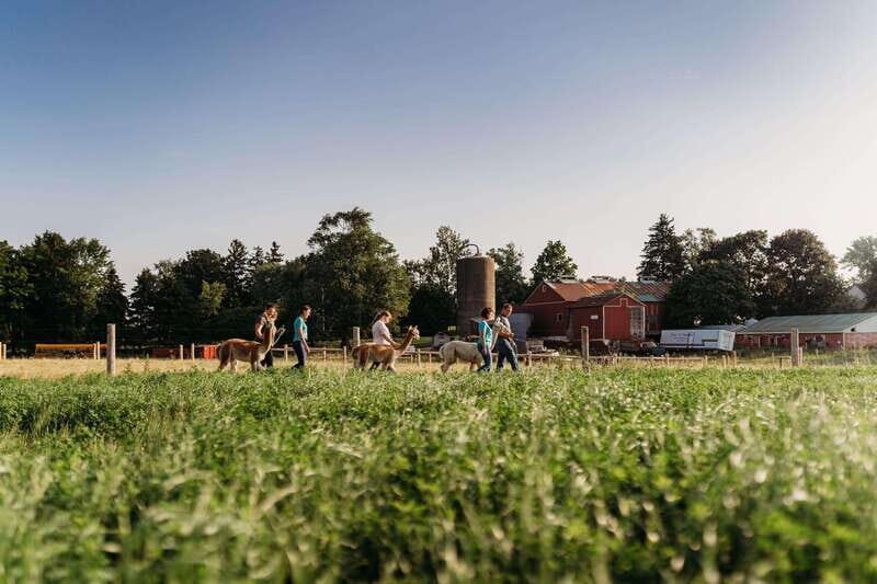 Oxford County, ON: Alpaca Farm Walk & Learning Experience - Key Points