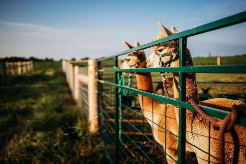 Oxford County, ON: Alpaca Farm Walk & Learning Experience - A Detailed Look at the Oxford County Alpaca Experience