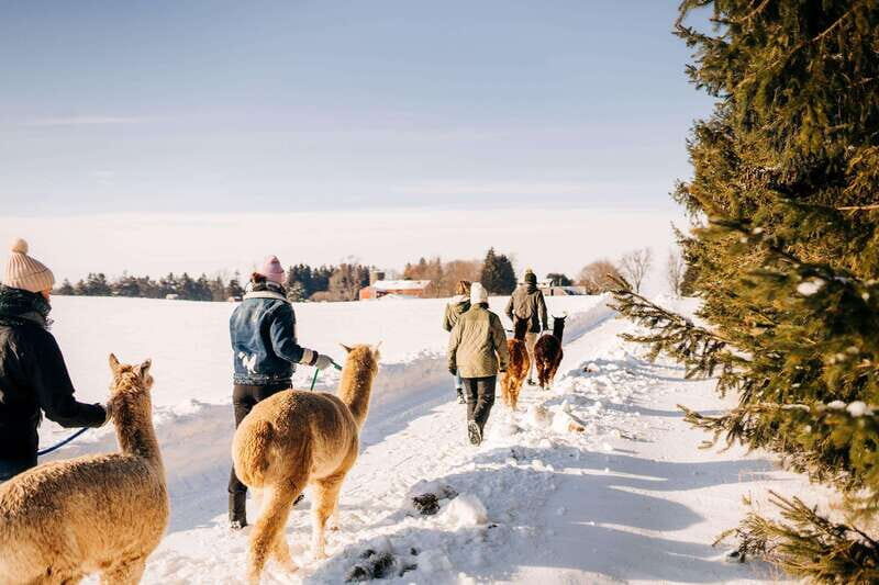 Oxford County, ON: Alpaca Farm Walk & Learning Experience - Who Should Consider This Experience?