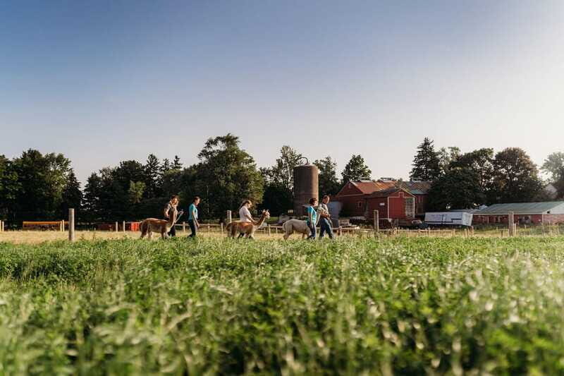Oxford County, ON: Alpaca Farm Walk & Learning Experience - FAQ