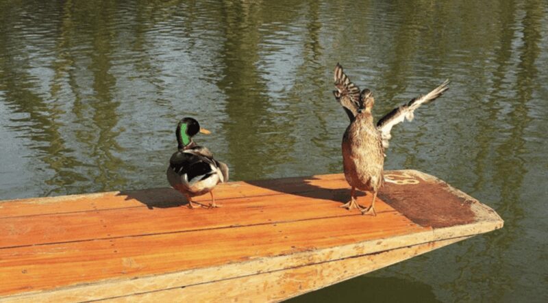 Oxford University : Punting - An In-Depth Look at the Punting Experience in Oxford
