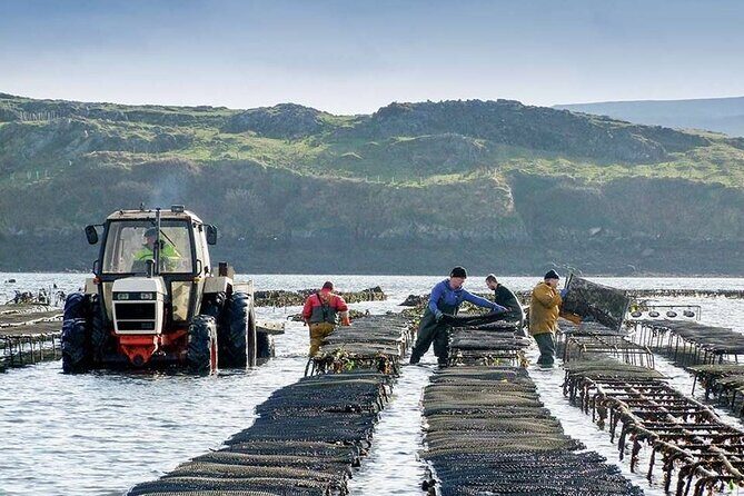 Oyster Farm and Tasting Experience - Who Will Enjoy This Tour?