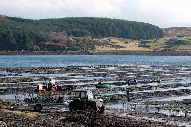 Oyster Farm and Tasting Experience - Final Thoughts